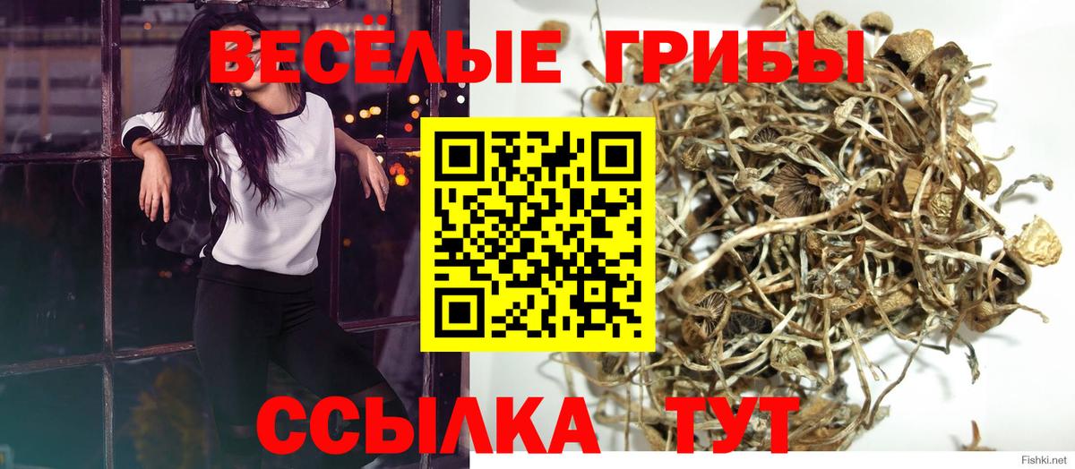 Псилоцибиновые грибы Psilocybine cubensis  Галлюциногенные грибы прущие грибы  Вход с VPN  дарнет шоп  Новокузнецк 